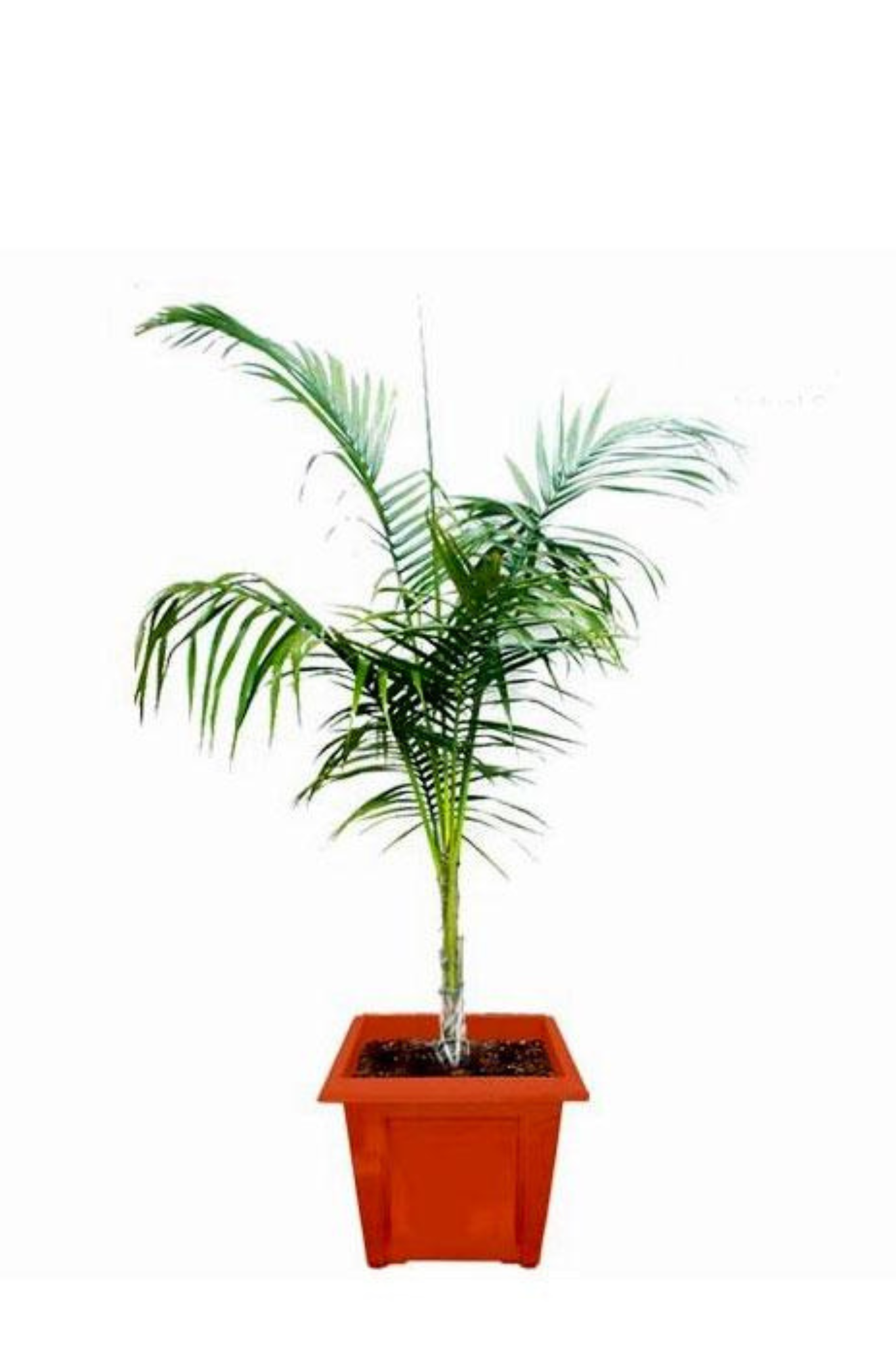 Roystonea Regia Arecaceae Tree Queen Palm Png 396x796px Roystonea