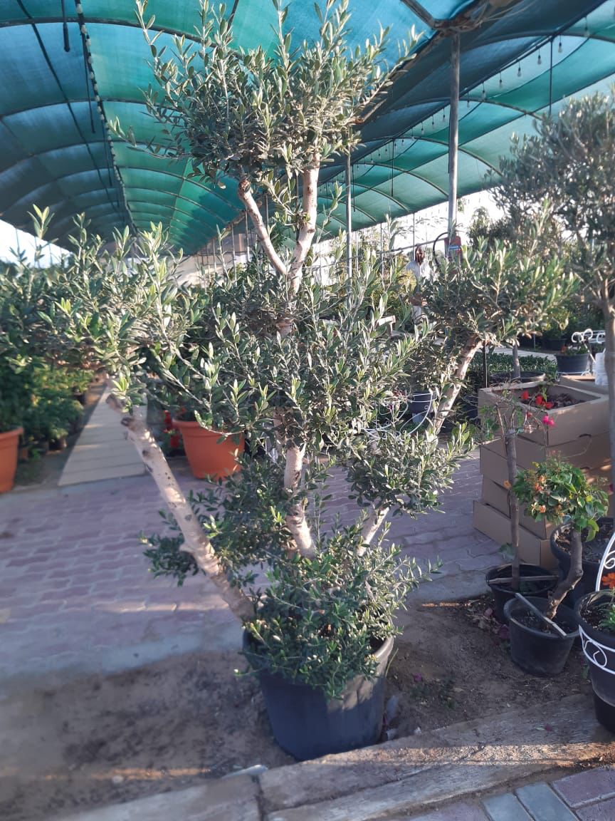 Olive Tree – Sukoon